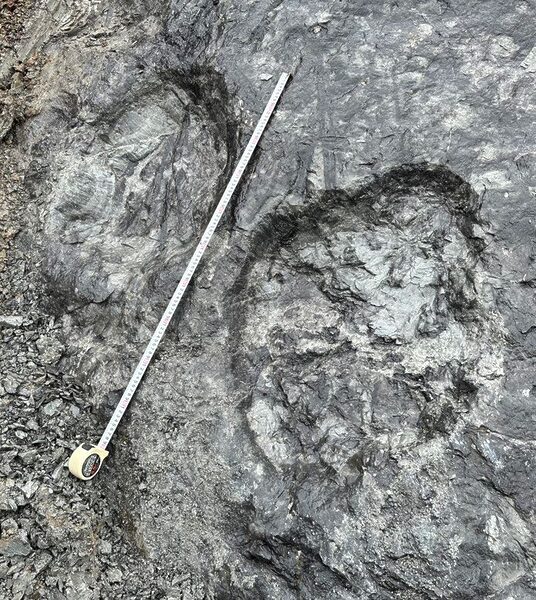 Une empreinte de dinosaure fossilisée mesurant environ 70 cm de long a été découverte (Image courtoisie de la ville de Minamisoma)