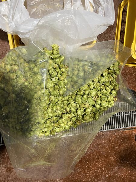 Fresh hops from Iwate Prefecture used in brewing / © Yokohama Beer Co., Ltd